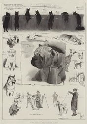 Chiens de toutes les nations à l
